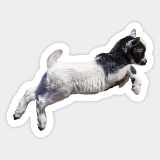 Jumping Baby Goat Sticker